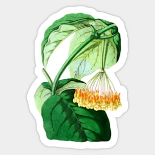 Hoya lasiantha - botanical illustration Sticker